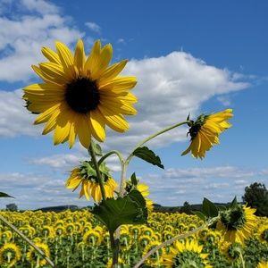 Meet your Posher, Nancy